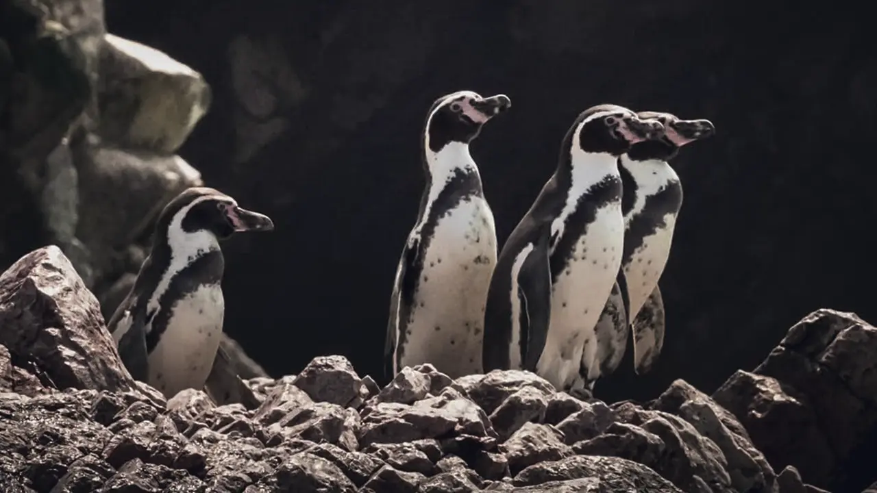 Humboldt penguins at ballestas island