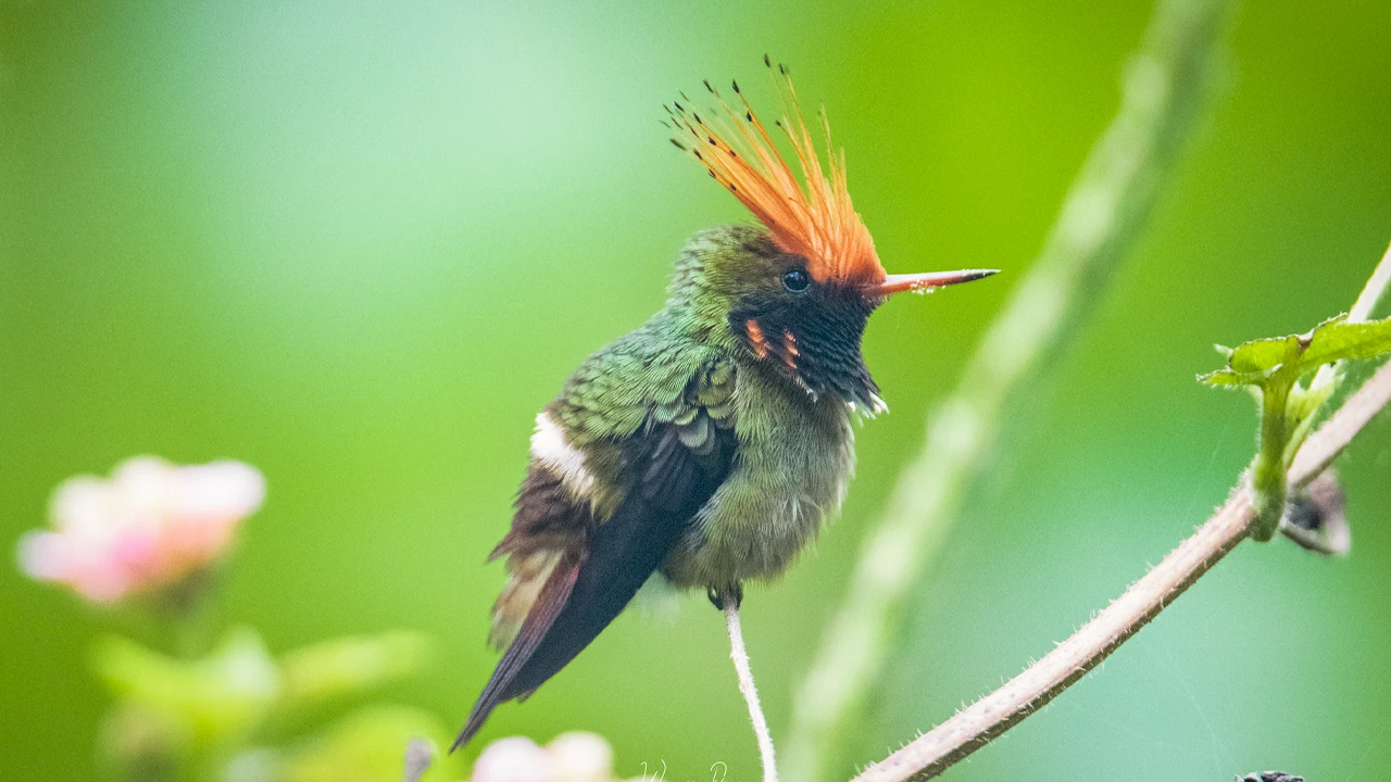 Rufous-crested-Coquette