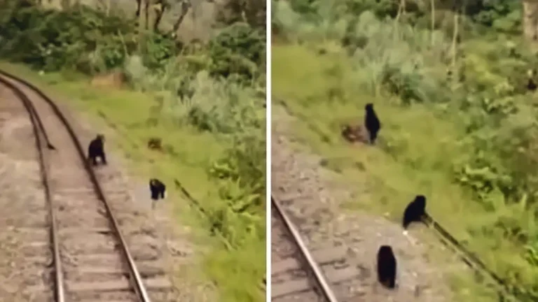 A family of Andean bears walks along the railway to Machu Picchu.