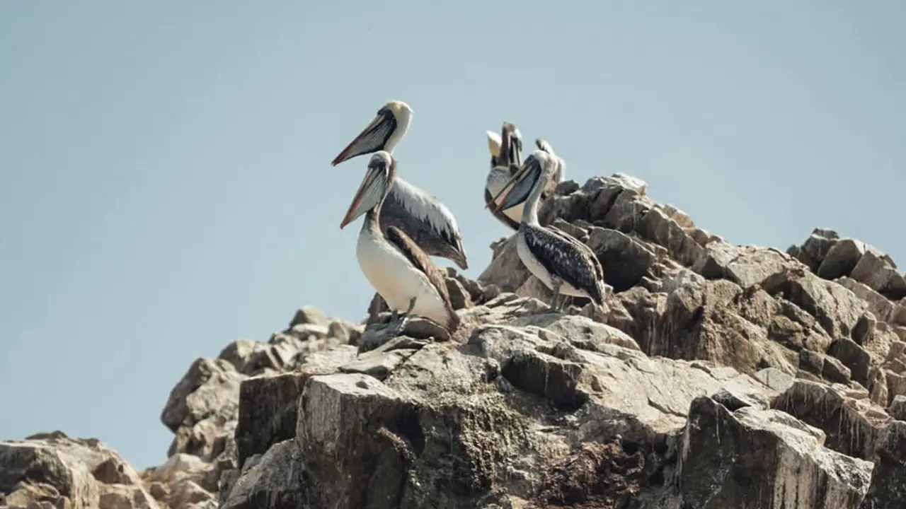 Animals at ballestas island