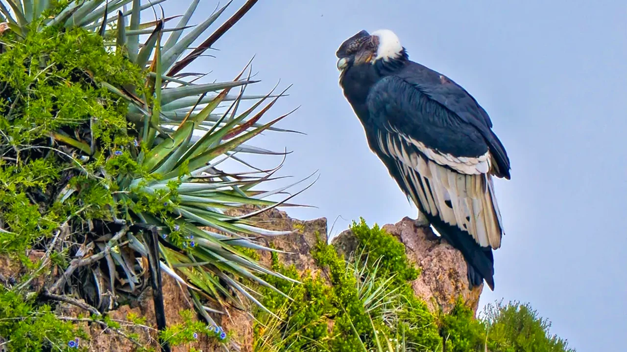 Colca Canyon in Arequipa