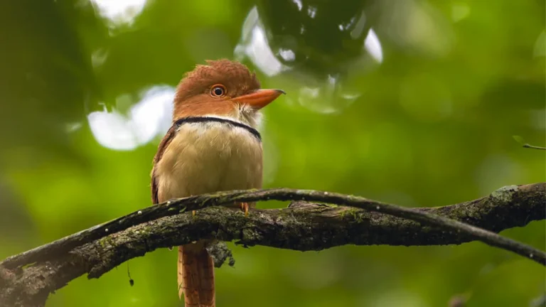 Birdwatchers record species in Peru during Global Big Day 2026