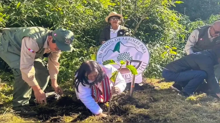 Reforestation in Machu Picchu with native tree planting